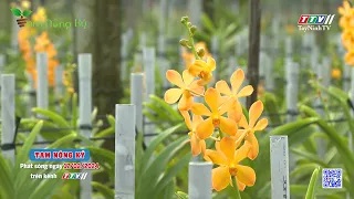 Trailer TAM NÔNG KÝ phát sóng ngày 17-02-2024 | TayNinhTV